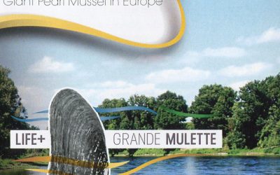 La grande mulette et le projet Life+