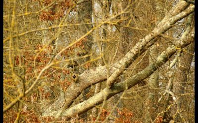 Point sur le brûlage des déchets verts du jardin