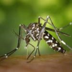 Le Moustique vecteur de Maladies 2