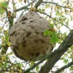 Sus au « Vespa Velutina nigrithorax », plus communément appelé Frelon asiatique.