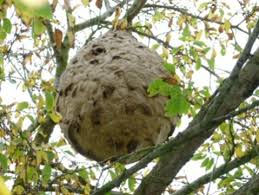 Sus au « Vespa Velutina nigrithorax », plus communément appelé Frelon asiatique.