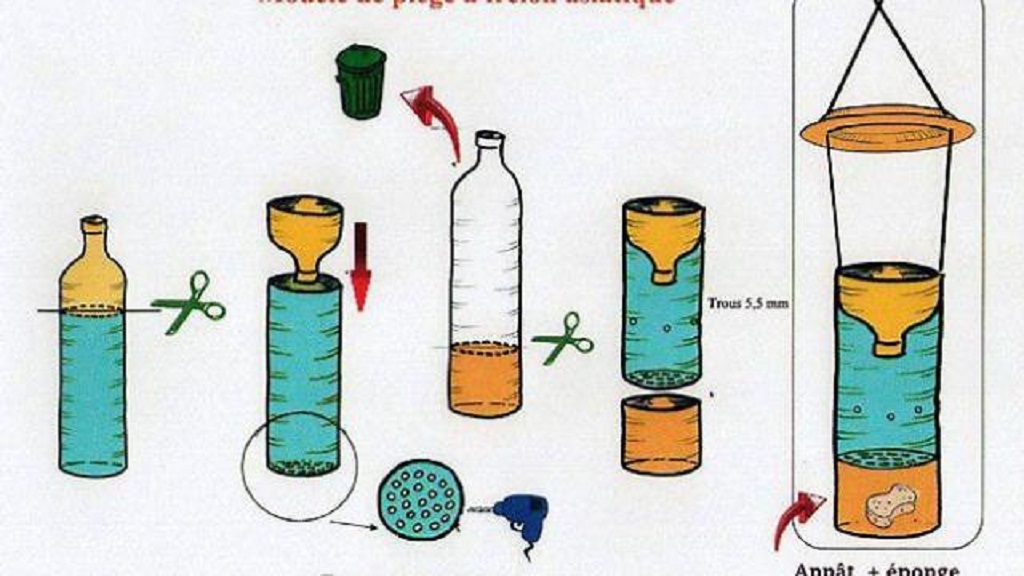 Campagne de piégeage du frelon asiatique