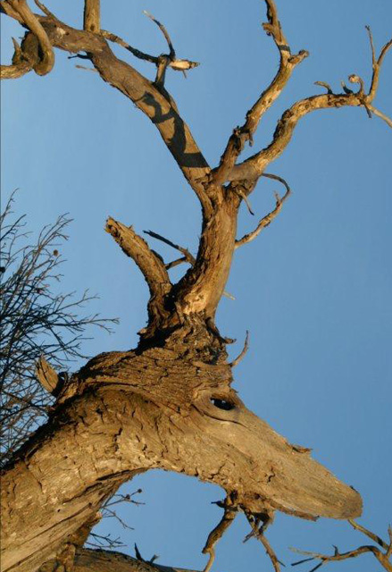 La seconde vie de l’arbre mort