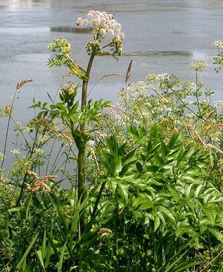 L’angélique des estuaires