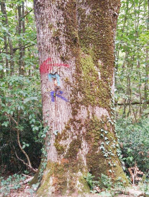 Stop aux balisages sauvages dans les bois !