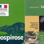 leptospirose (640)
