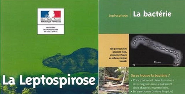 Prendre garde à la Leptospirose !