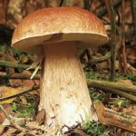 Cueillir des champignons, oui !  mais...