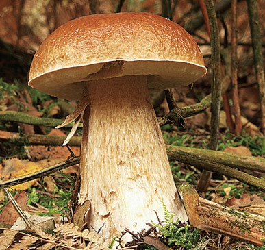 Cueillir des champignons, oui !  mais…