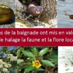 faune et flore sur le chemin de halage...