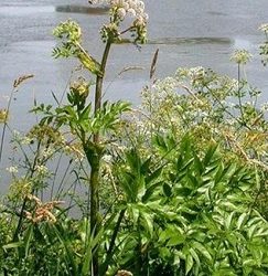 Tout savoir sur l'Angélique des marais