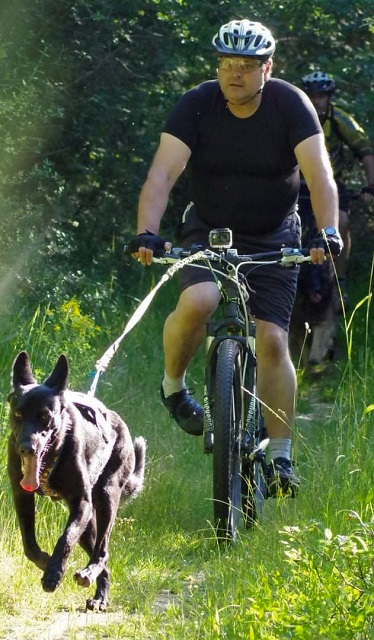 En promenade avec les chiens