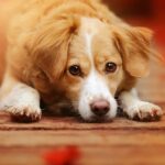 Mieux connaître son chien ? 1