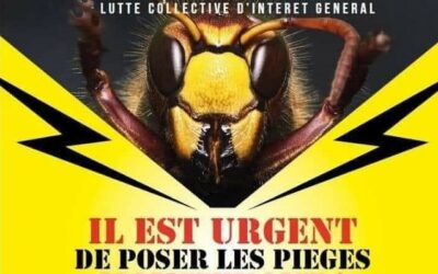 Piège à frelon asiatique 2