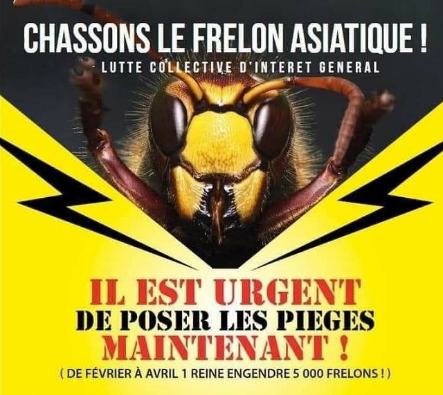 Piège à frelon asiatique, c’est maintenant !