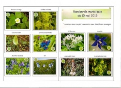 Fleurs Sauvages