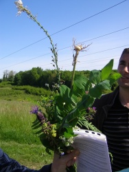 on observe les plantes