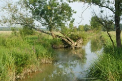 Poulpe d'eau douce(2).jpg