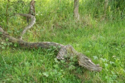 Le crocodile des marais(2).jpg