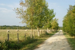 Le petit chemin des marais(2).jpg