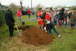 un arbre pour la planète décembre 2015 (4).JPG