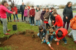 un arbre pour la planète décembre 2015 (11).JPG