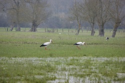 les pattes dans les maraisg.jpg