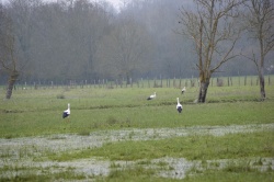 cigognes dans les marais.jpg