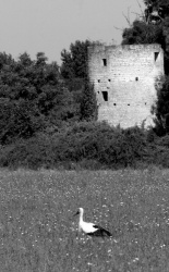 La cigogne et le Moulin.jpg
