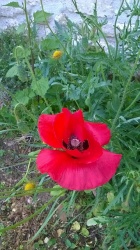 cote jardin 15.jpg
