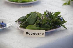 10 février 2018 conférence la cuisine des plantes sauvages (6).JPG