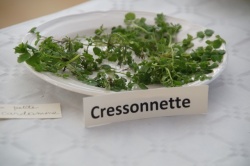 10 février 2018 conférence la cuisine des plantes sauvages (8).JPG