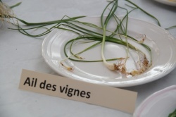 10 février 2018 conférence la cuisine des plantes sauvages (11).JPG