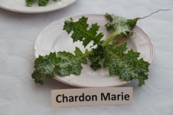 10 février 2018 conférence la cuisine des plantes sauvages (12).JPG