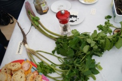 10 février 2018 conférence la cuisine des plantes sauvages (16).JPG