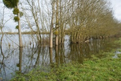 Charente déborde janvier 2013 (3).JPG