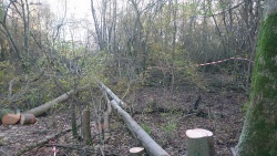 traction animale 0.jpg