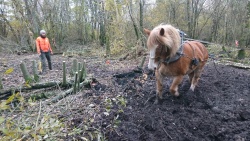 traction animale 3.jpg