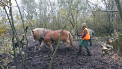 traction animale 5.jpg