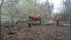 traction animale 7.jpg