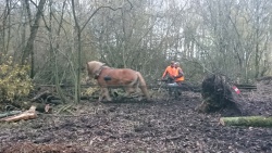 traction animale 9.jpg