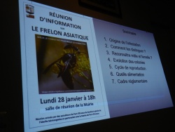 frelons asiatique 3.jpg