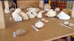 Expo crétacé février 2019 (1).jpg