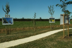13 septembre 2019 expo les fleurs sauvages des rues (2).JPG