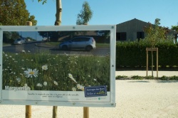 13 septembre 2019 expo les fleurs sauvages des rues (3).JPG