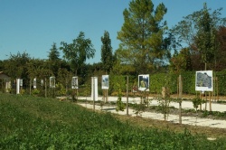 13 septembre 2019 expo les fleurs sauvages des rues (7).JPG