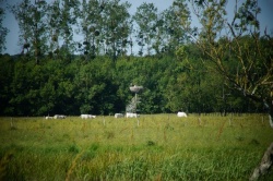 cigognes de la plaine.JPG