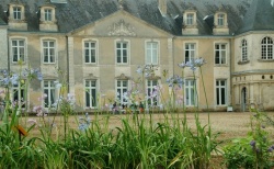 les agapanthes de Panloy.jpg