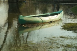 La Charente en janvier 2021 (4).JPG