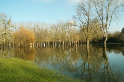 La Charente en janvier 2021 (7).JPG